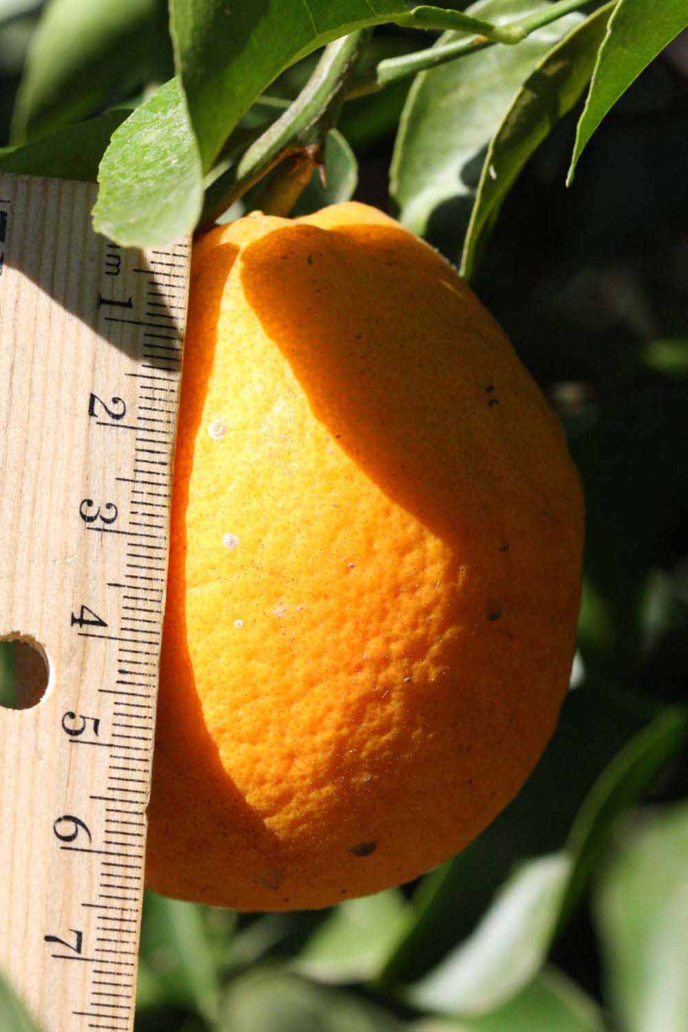            Fruit (Riverside, CA)   